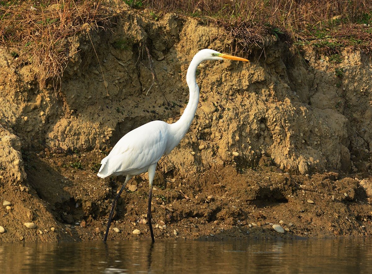 airone bianco maggiore attesa prima del pranzo