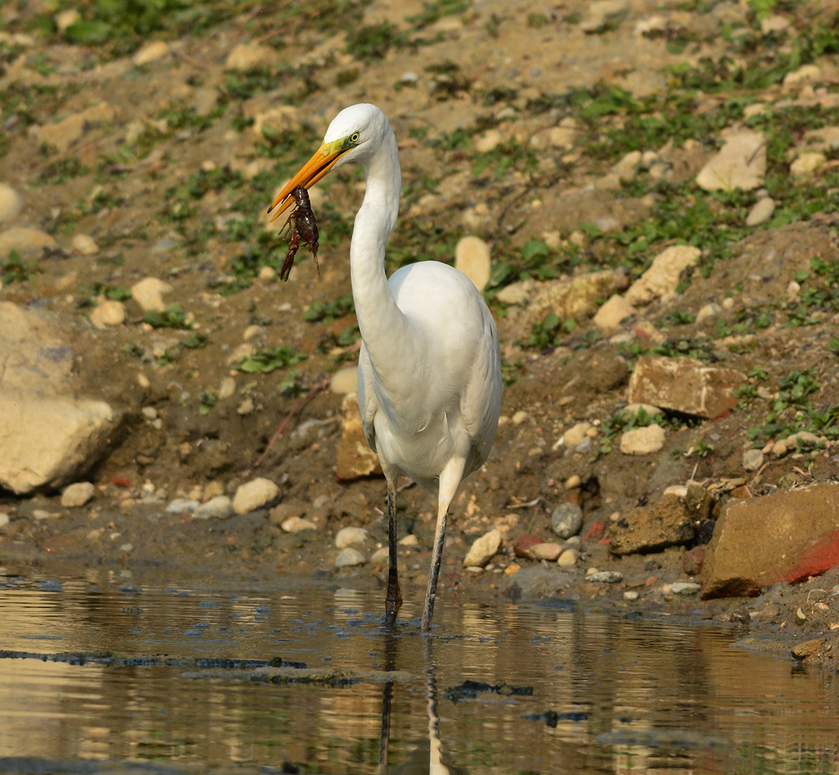 airone bianco maggiore pranza al gambero rosso