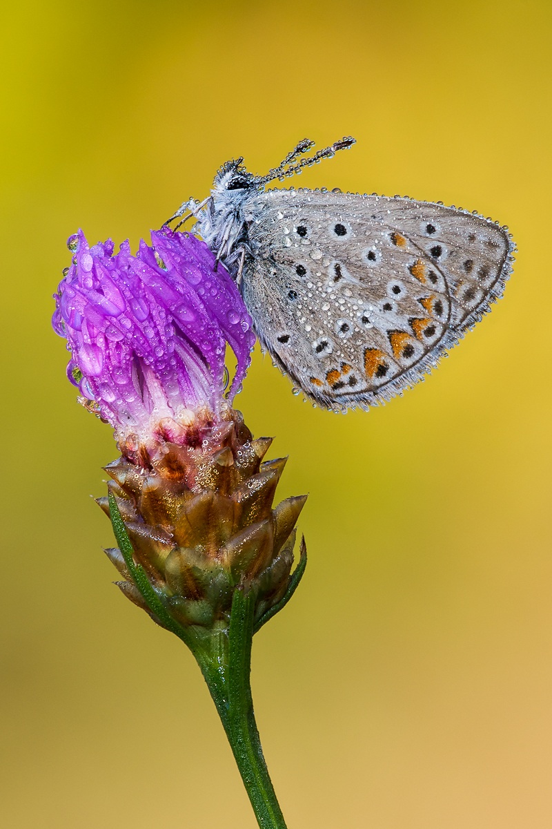 Polyommatus icarus
