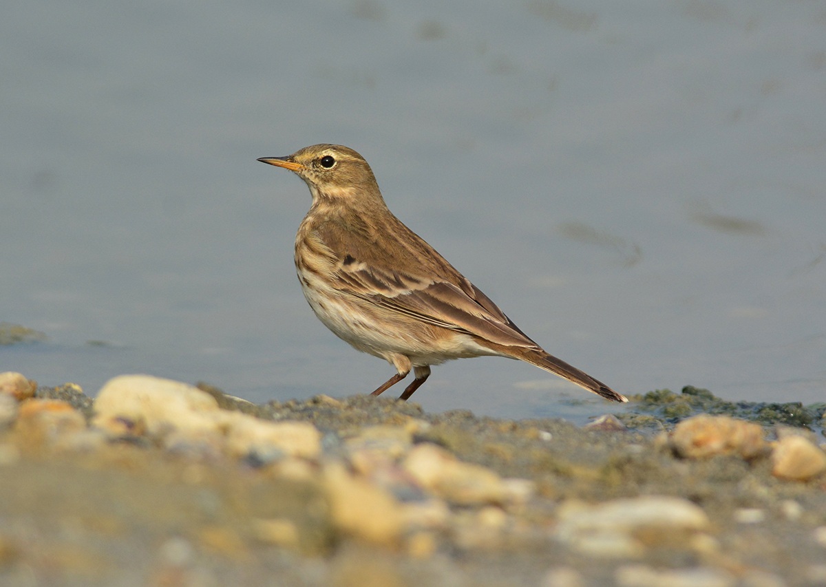 spioncello il profilo