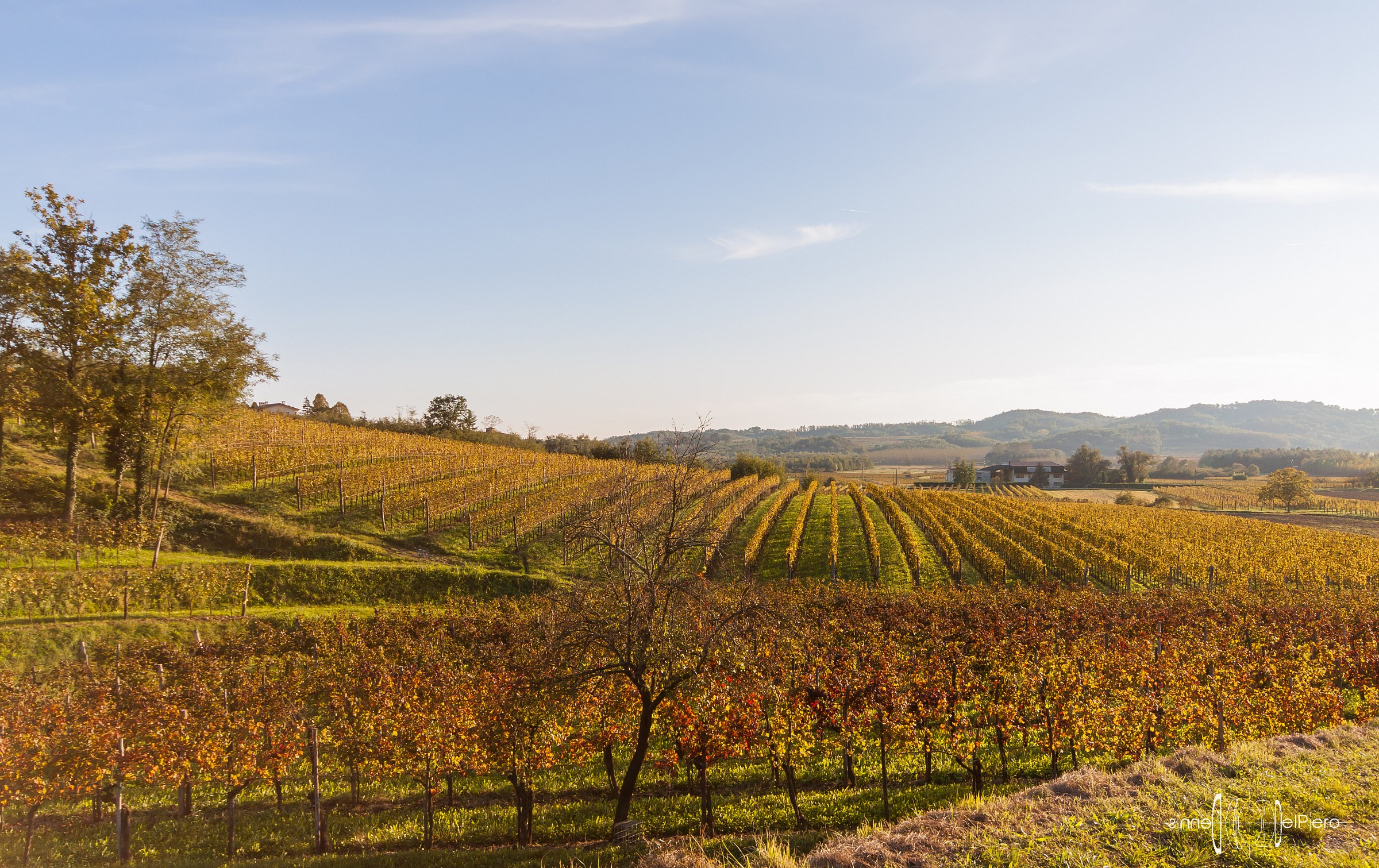 Vineyards in Cormons (g)