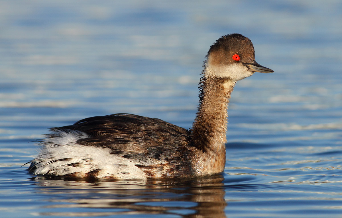 Black-necked Grebe