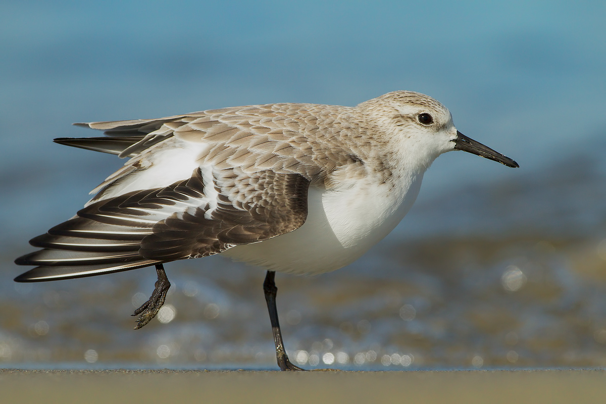 Sandpiper Sanderling, stretching on the beach