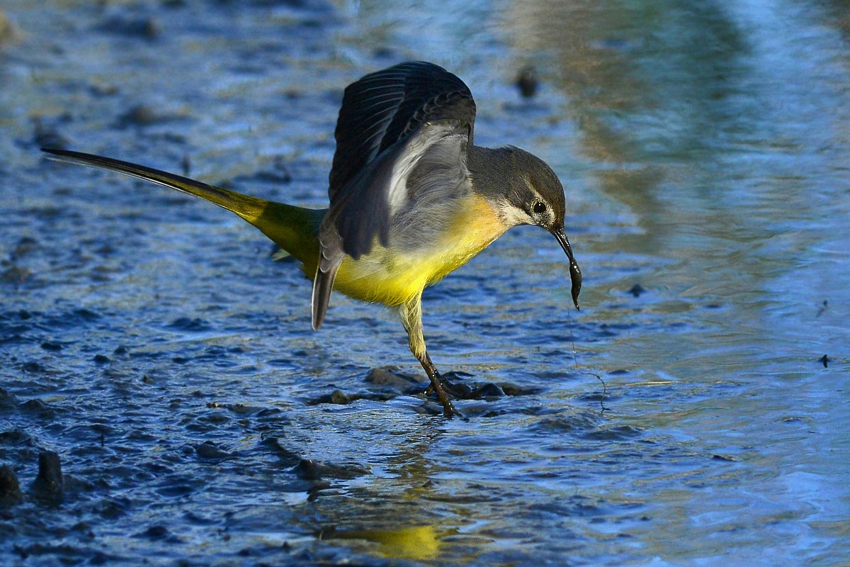 wagtail with prey