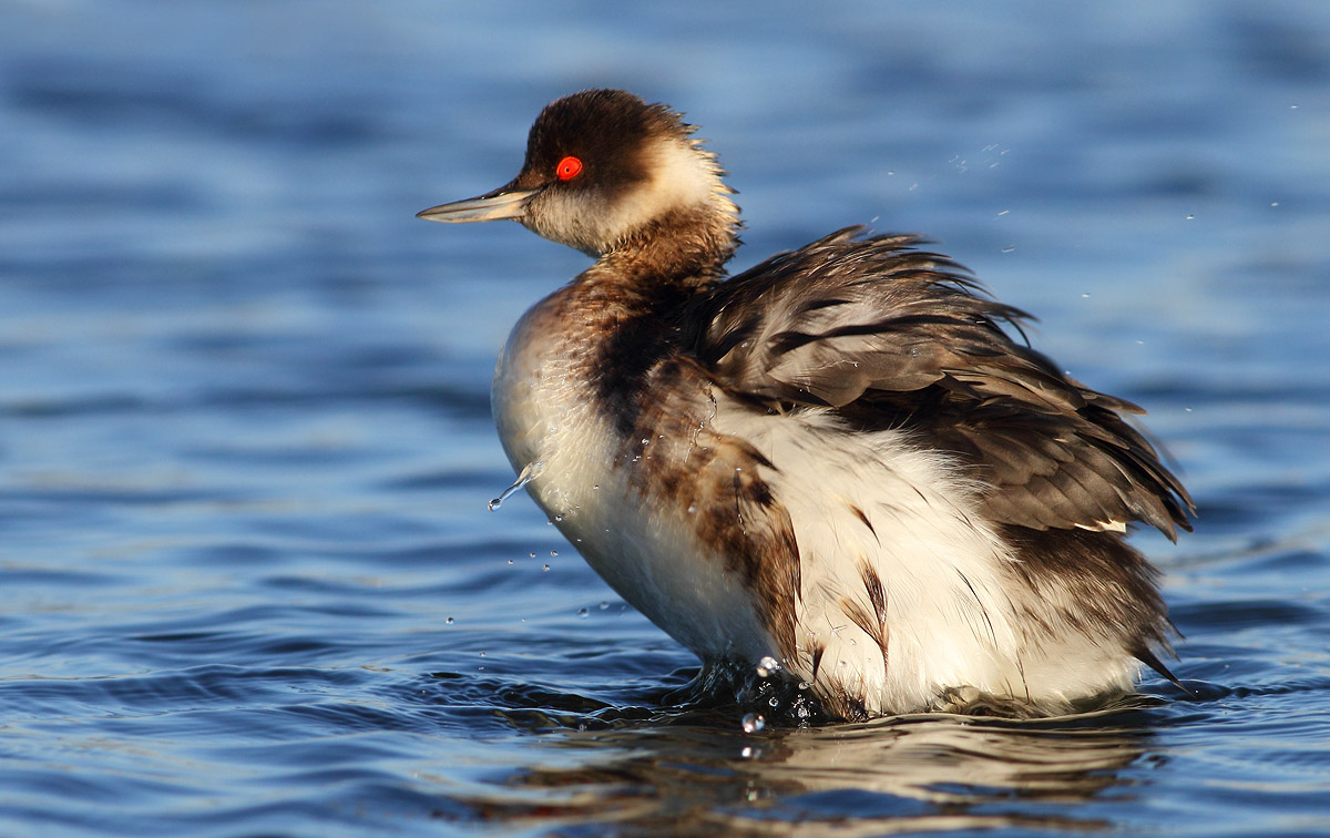 Black-necked Grebe