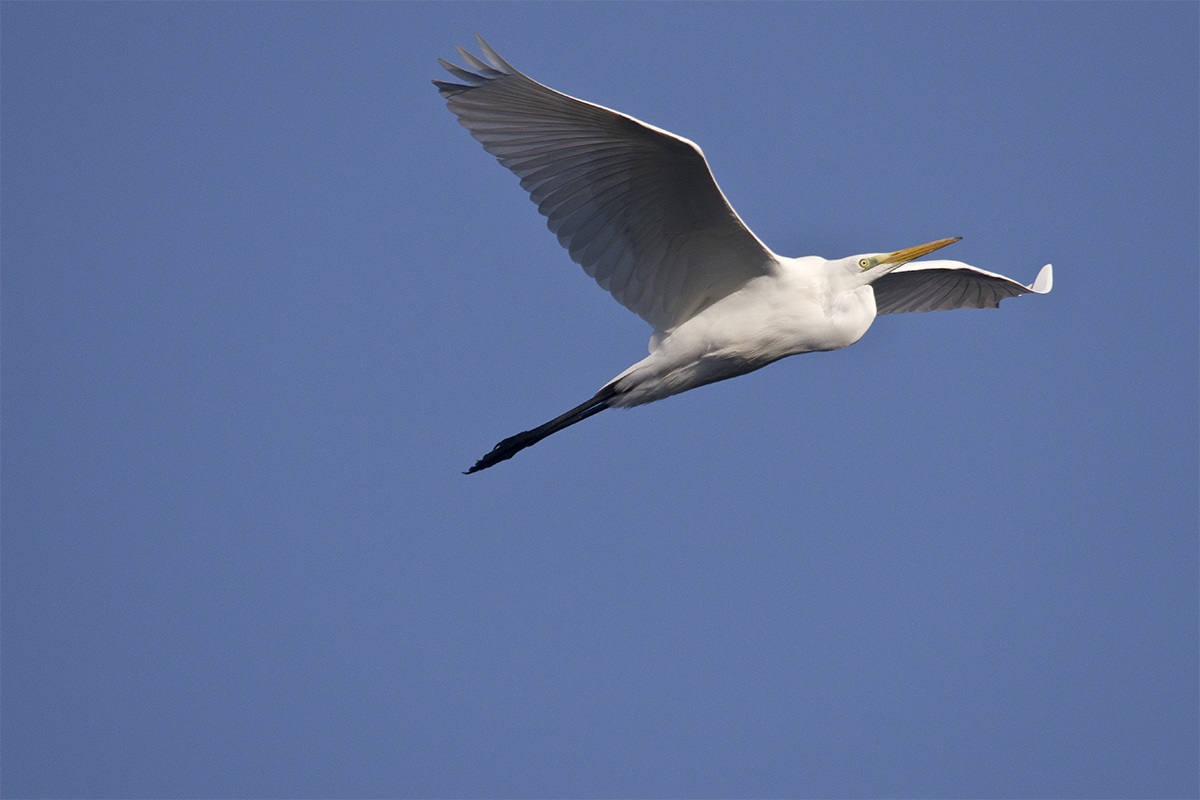 Great Egret