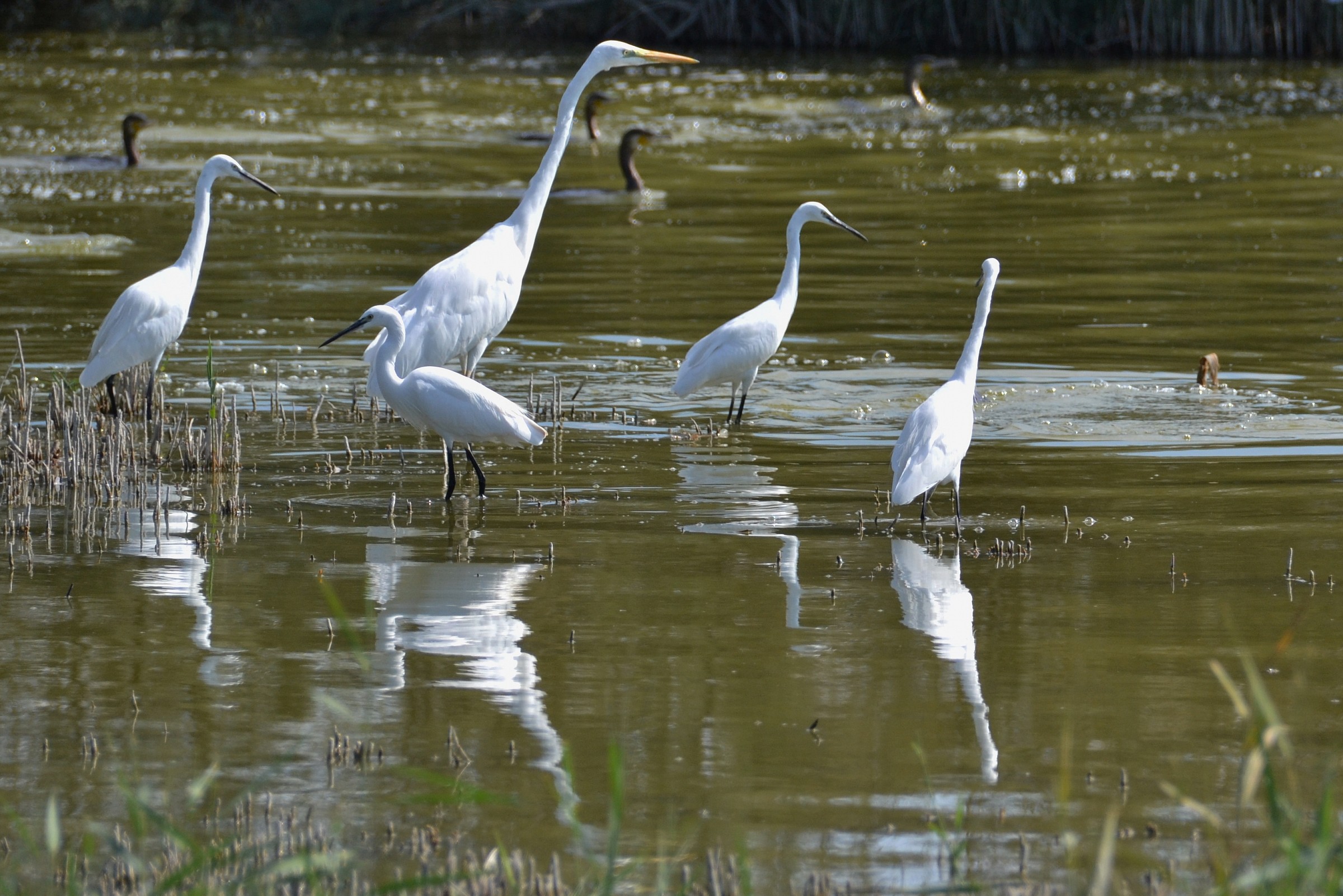 great white heron and egrets