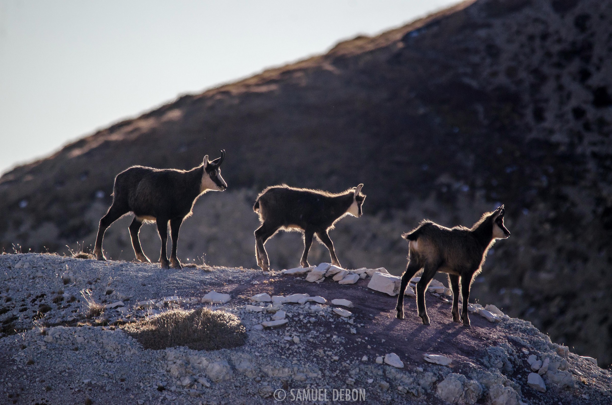 Chamois in backlight