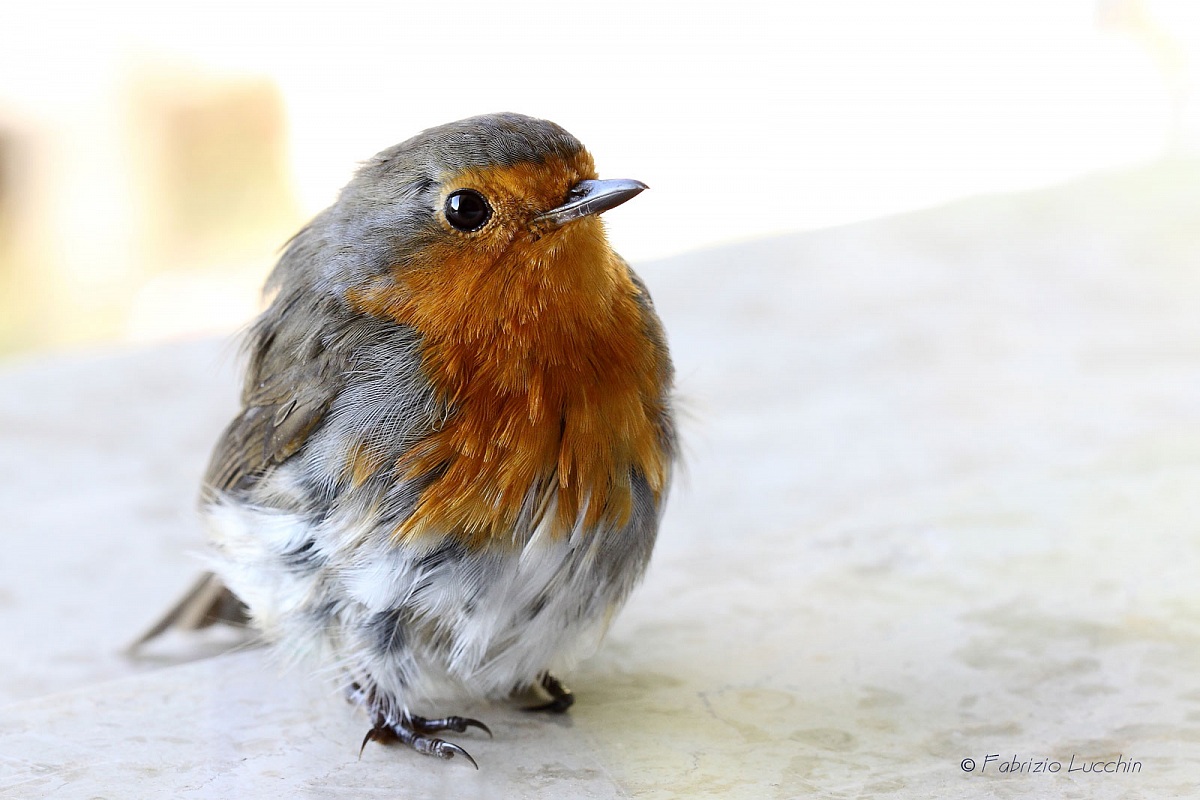 Robin