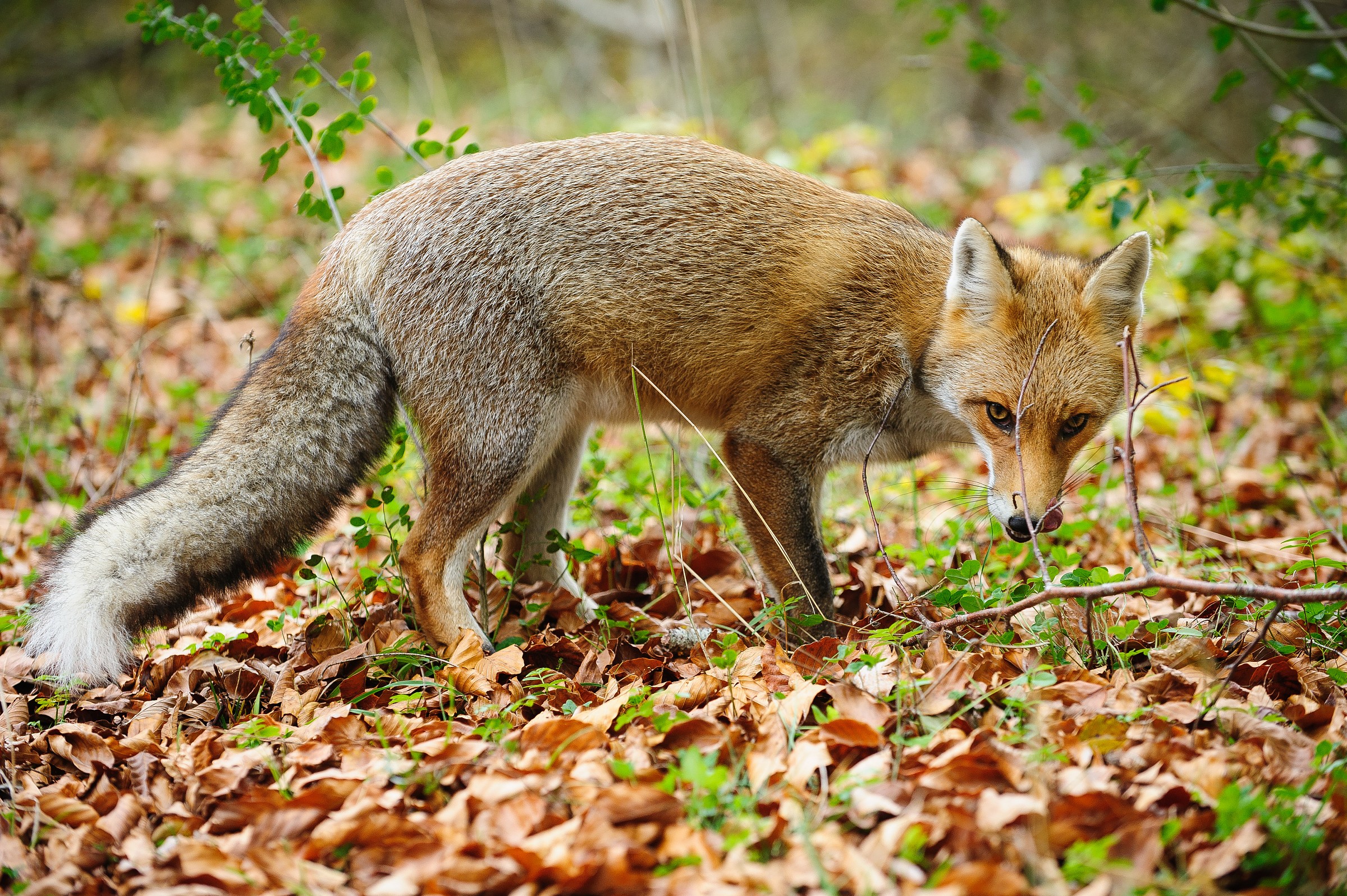 Fox (Vulpes vulpes toschii)