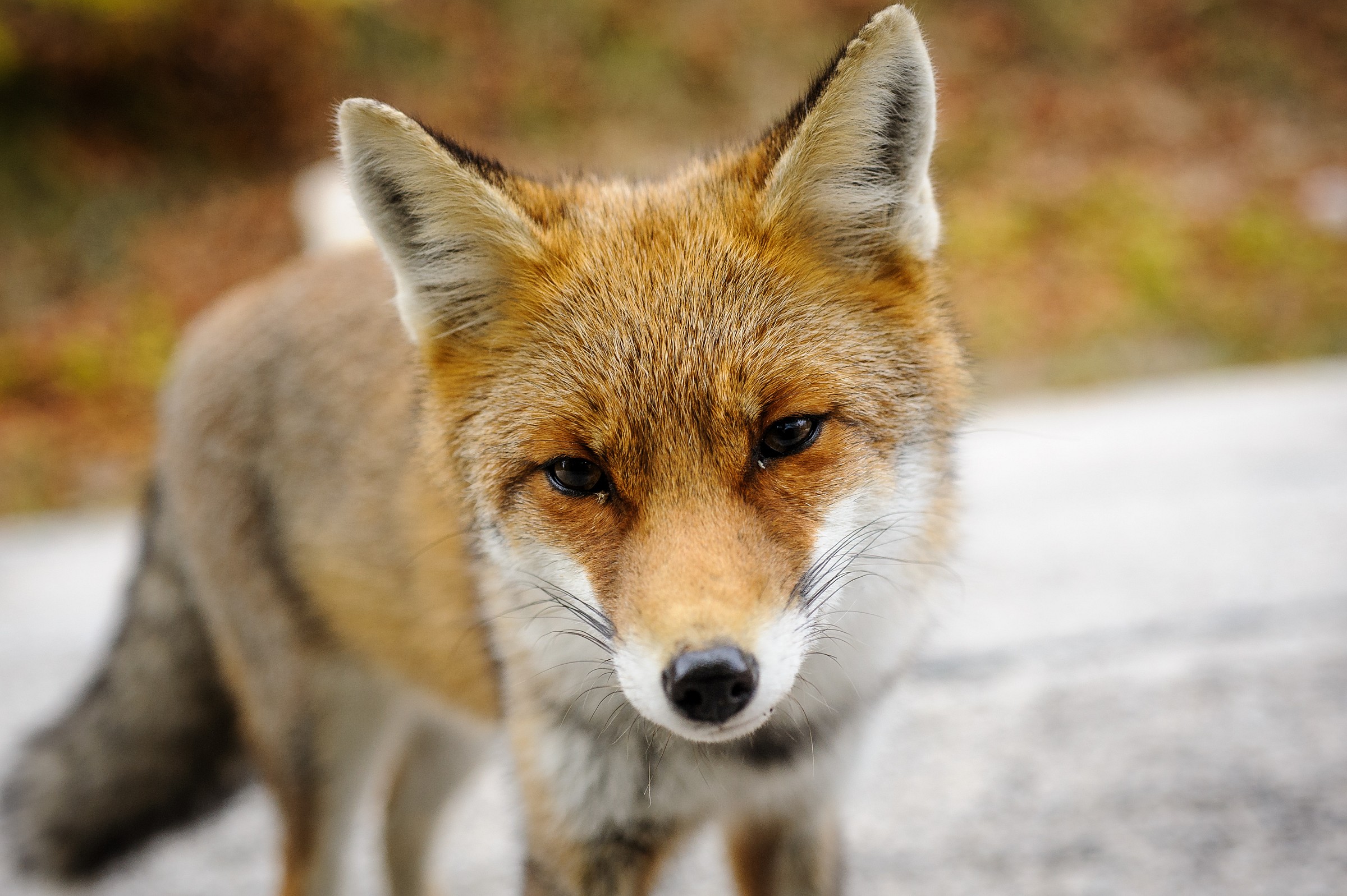 Volpe (Vulpes vulpes toschii)