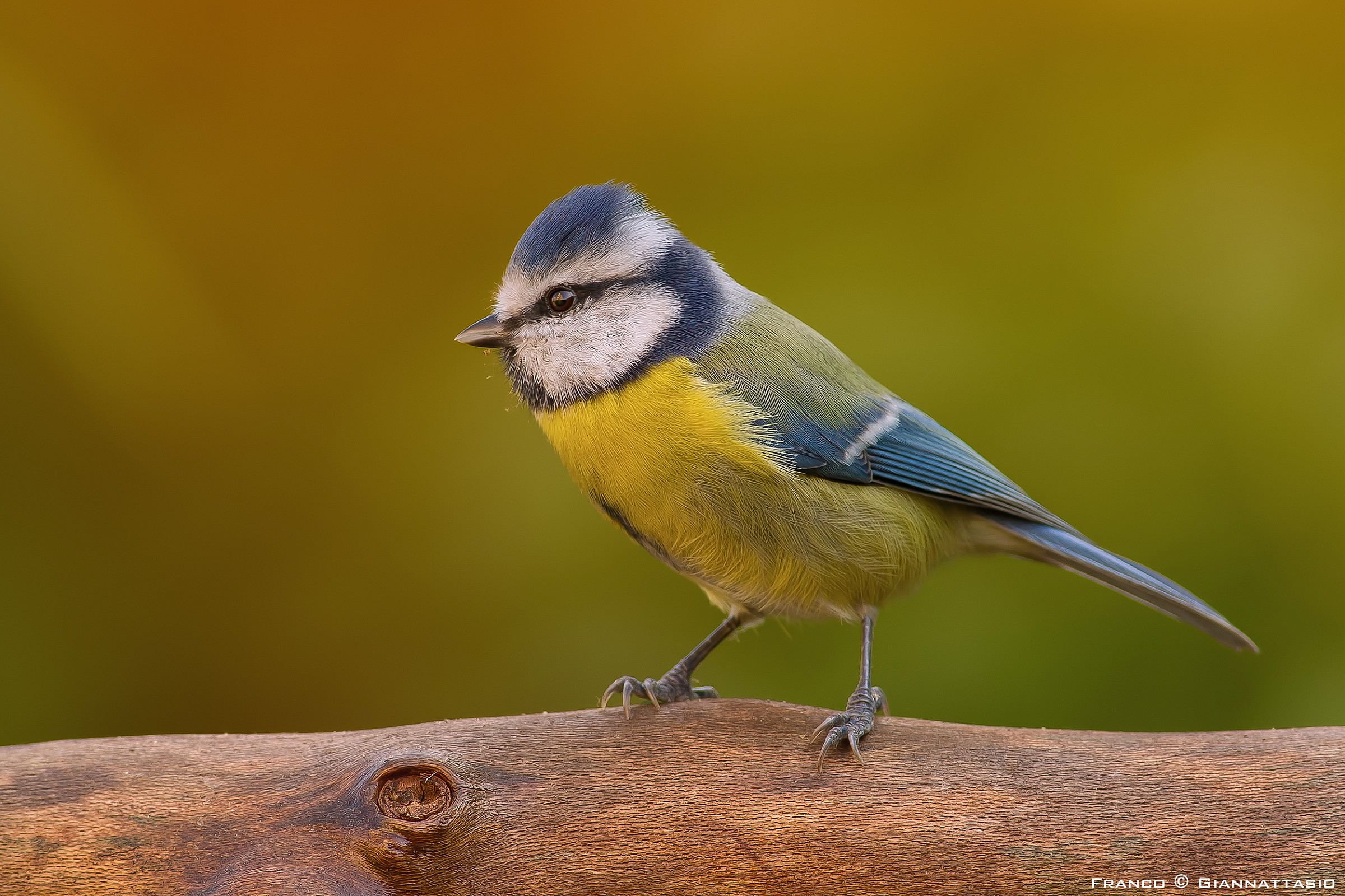 Un'altra Cinciarella.