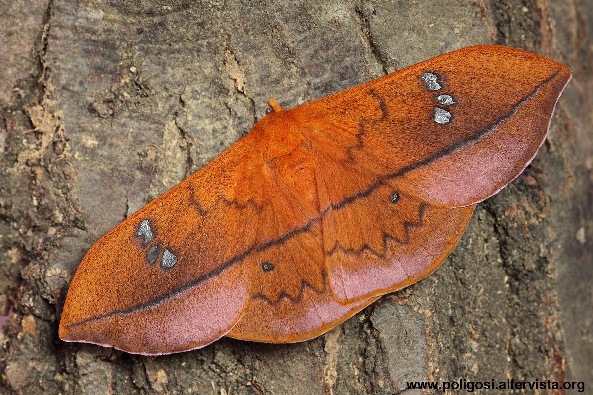 Cricula trifenestrata