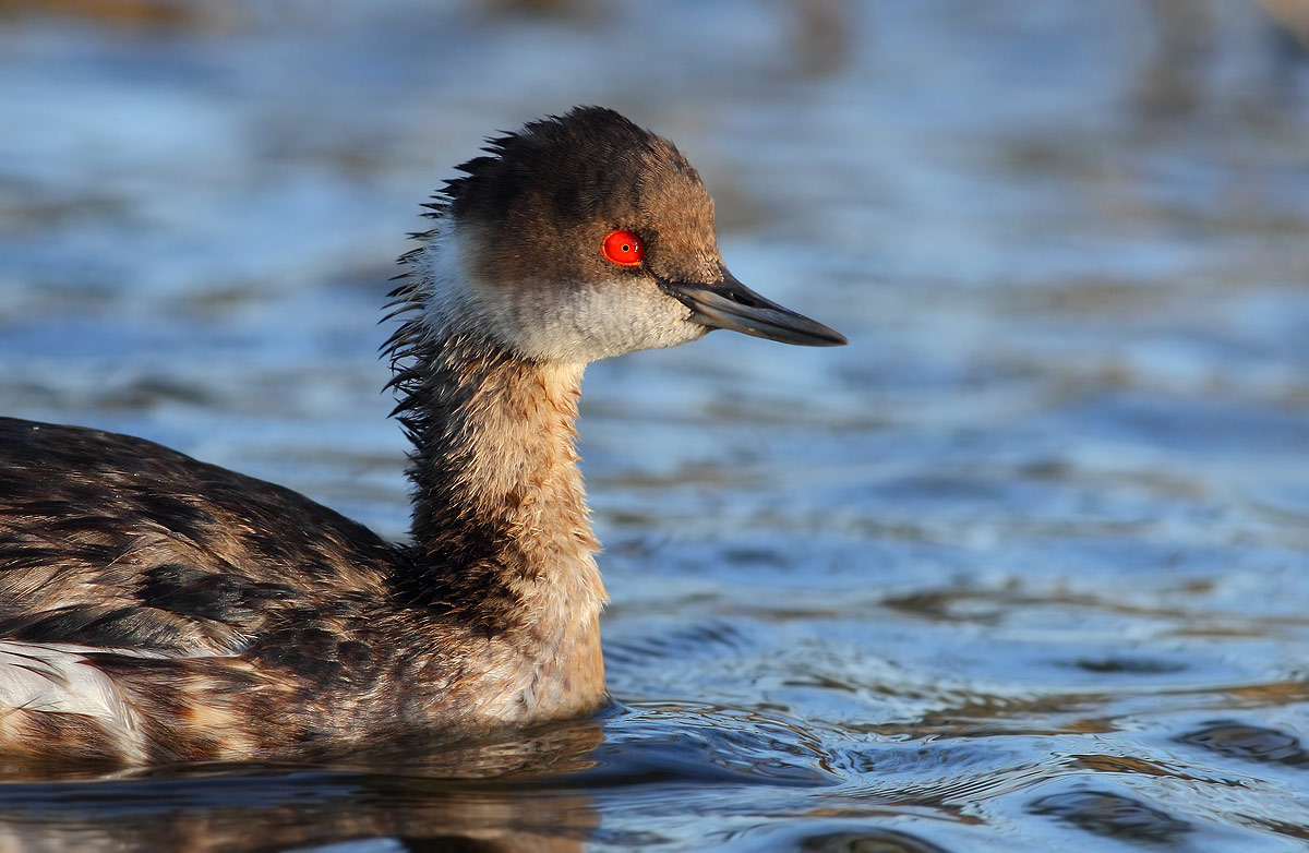 Black-necked Grebe