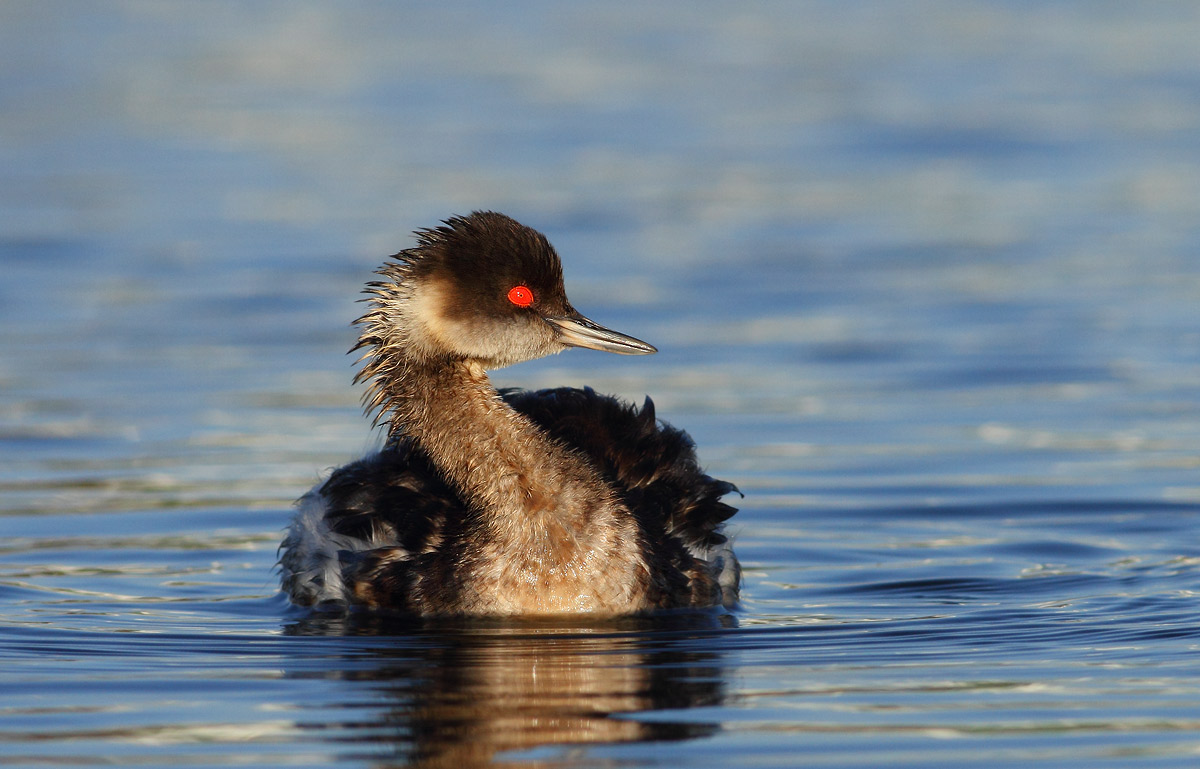 Black-necked Grebe