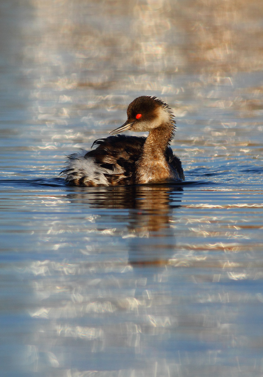 Black-necked Grebe