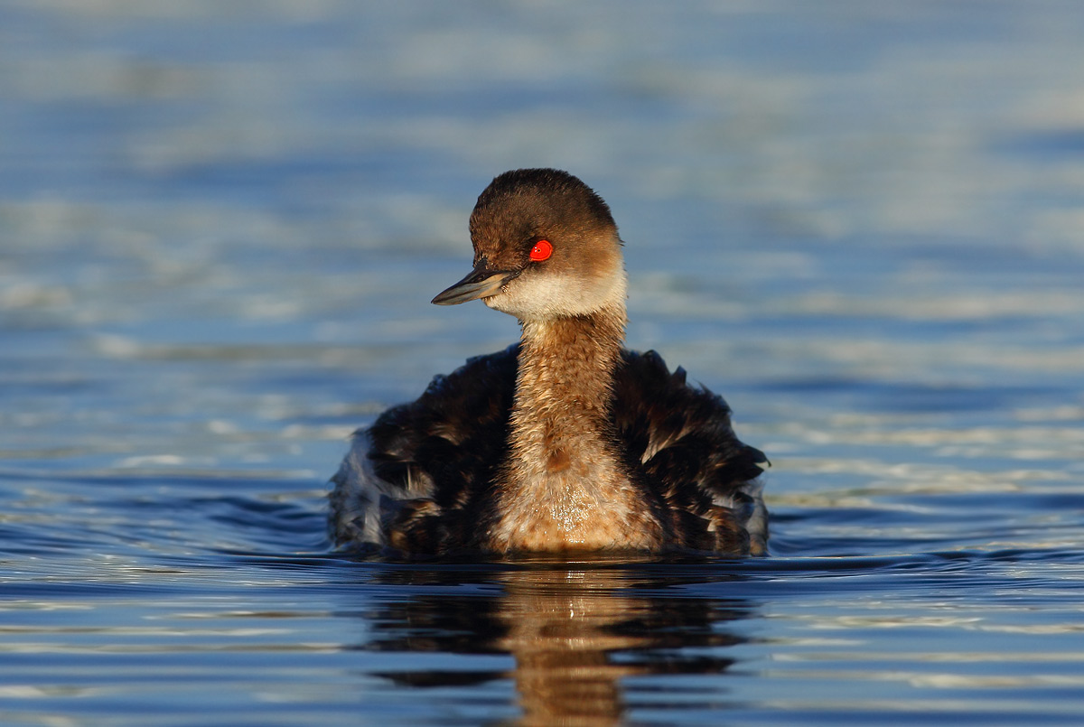 Black-necked Grebe