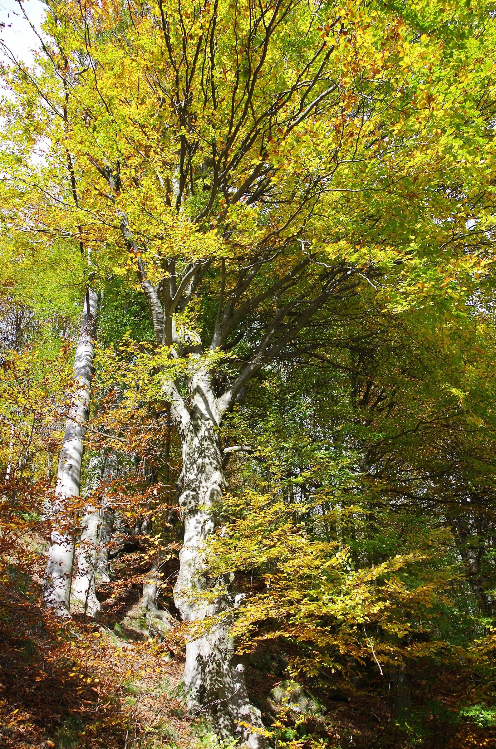 Fall has arrived ...