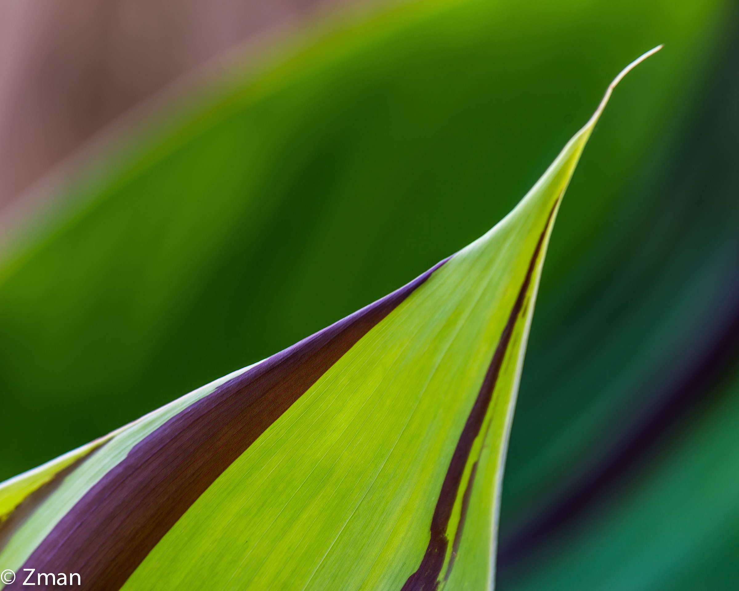 Bellezza della natura come previsto su un foglio