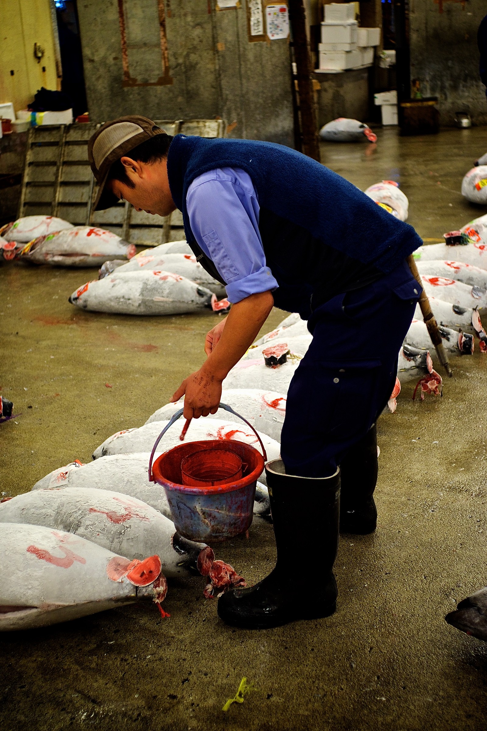 Tsukiji - I tonni vengono marcati