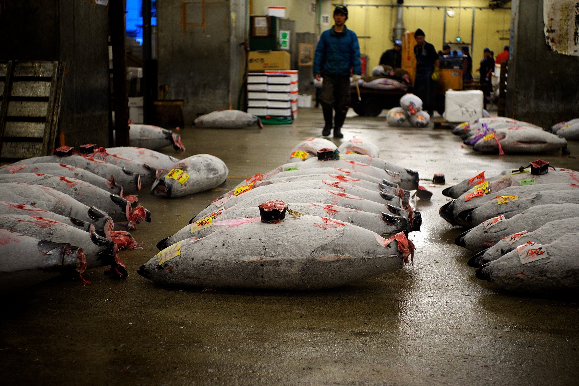 Tsukiji - I tonni già comprati
