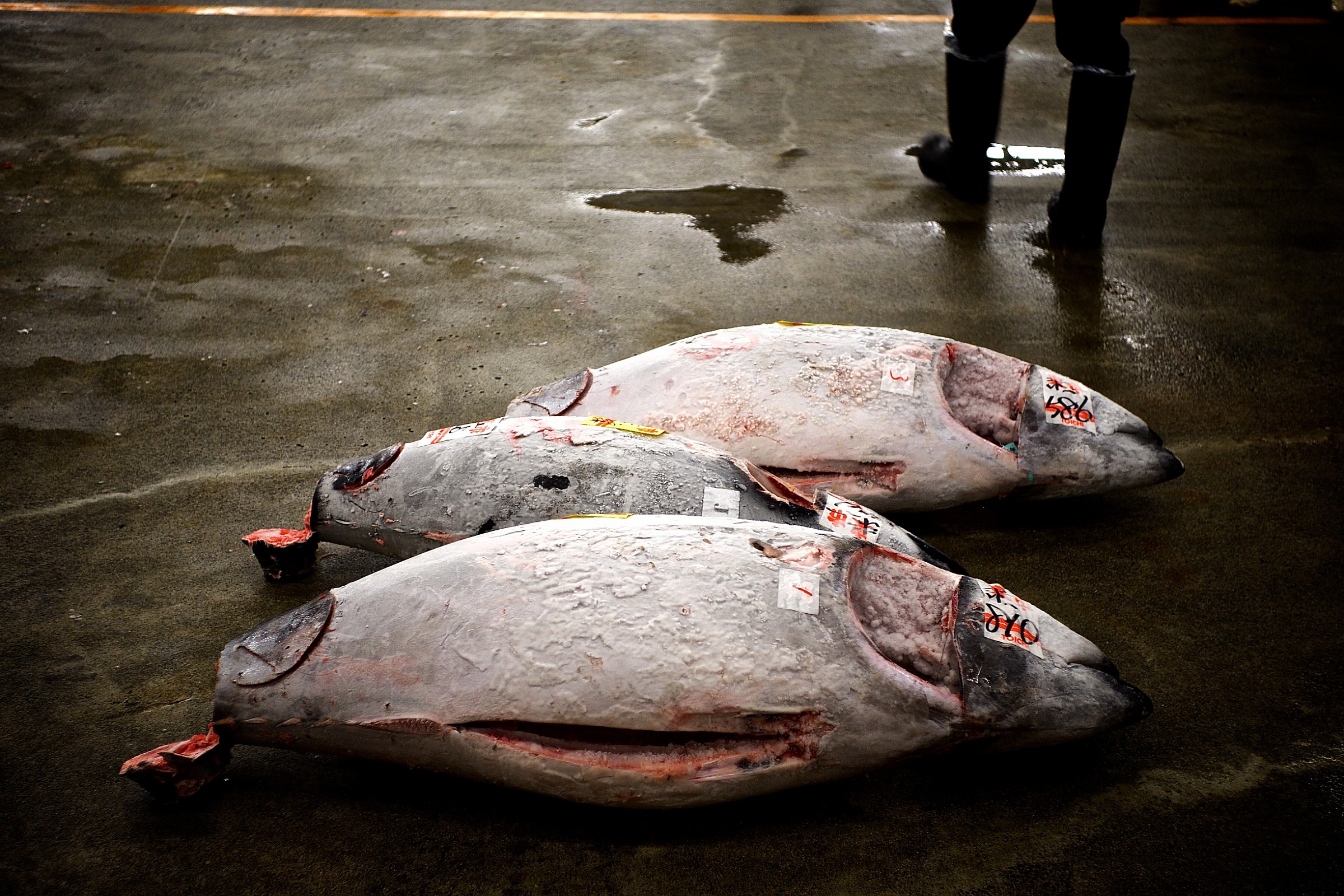 Tsukiji - Tonni pronti per l'asta