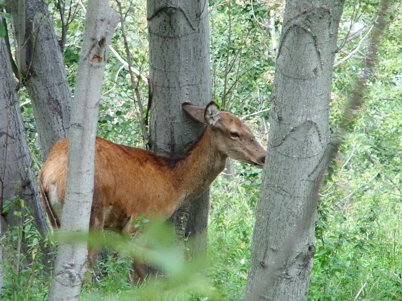 Fauna nella valle del Rhemes 2005.