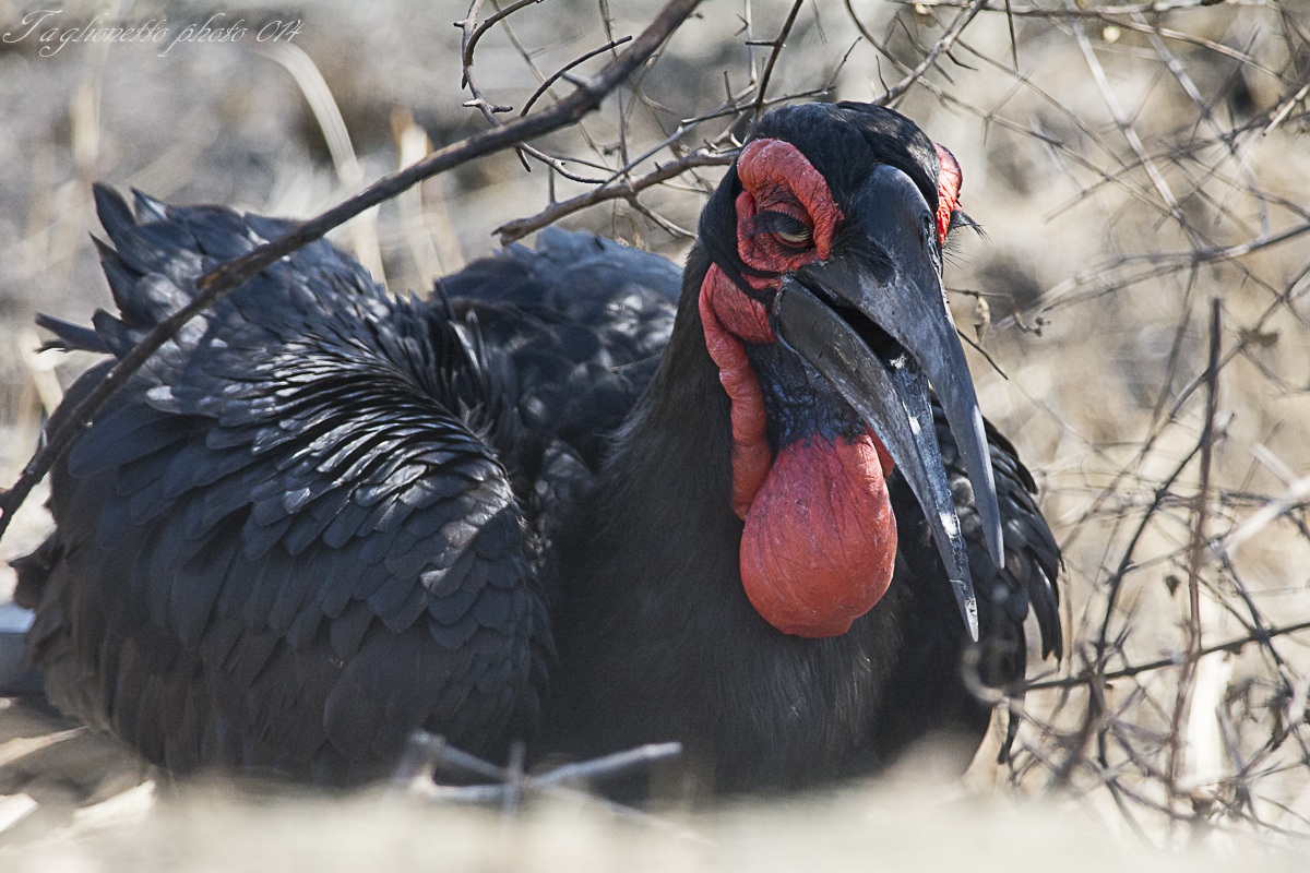 Bucorvo di leadbeater