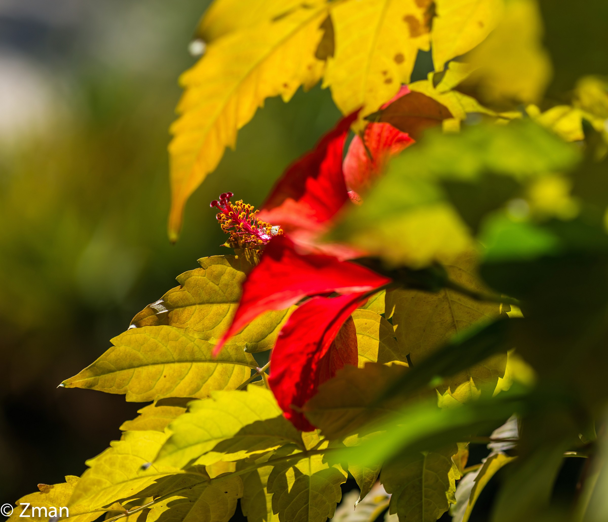 Colori d'autunno e Fiery fiore rosso
