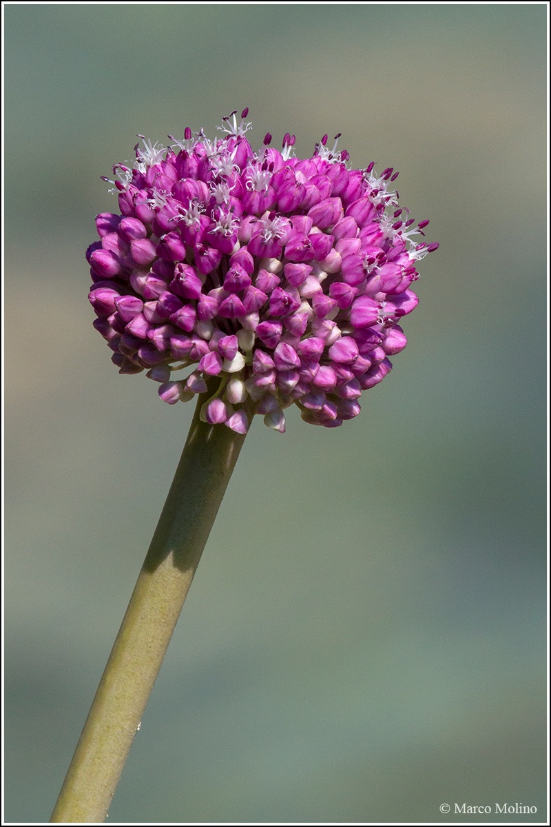 Allium ampeloprasum - Porraccio