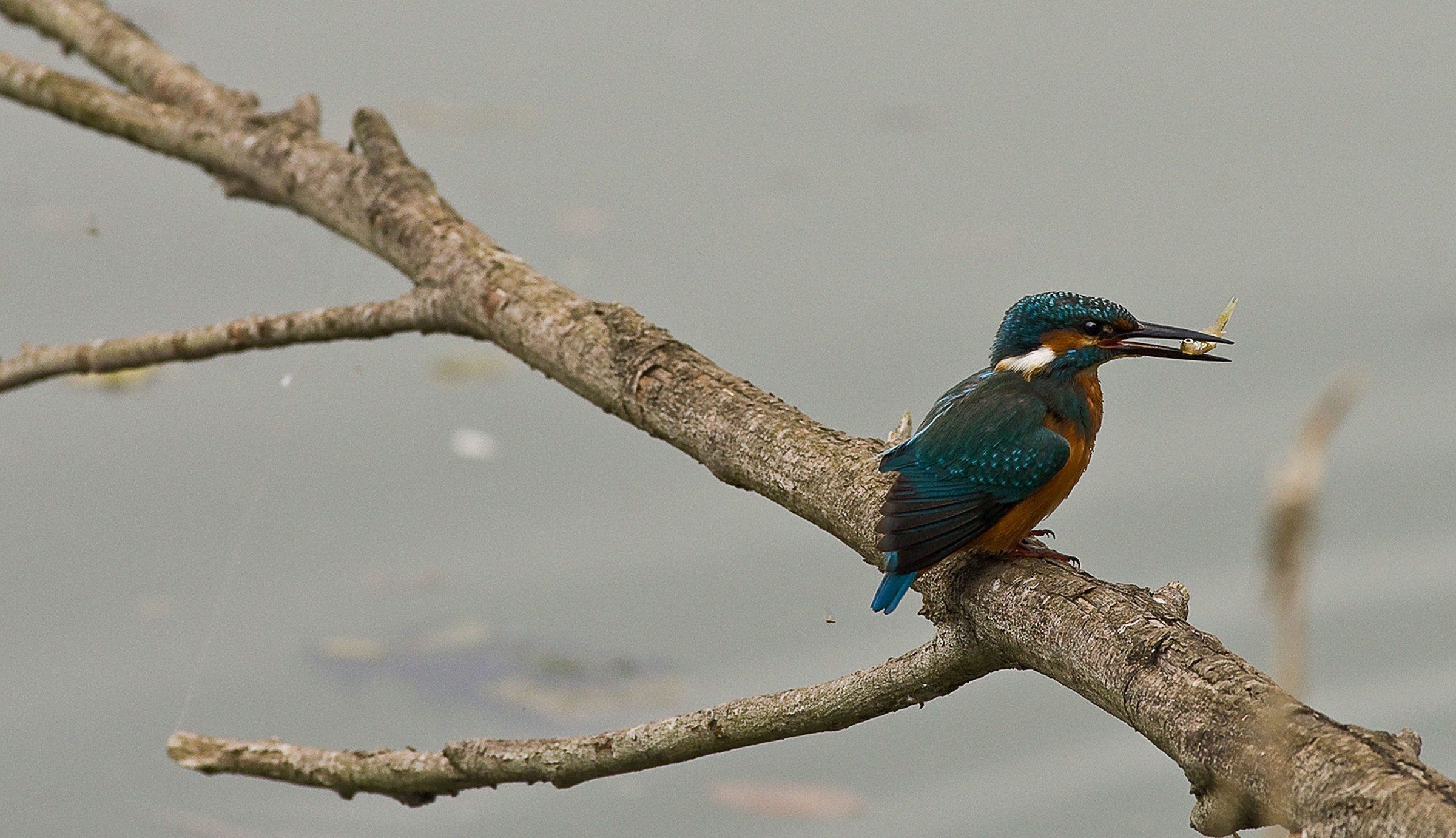 kingfisher