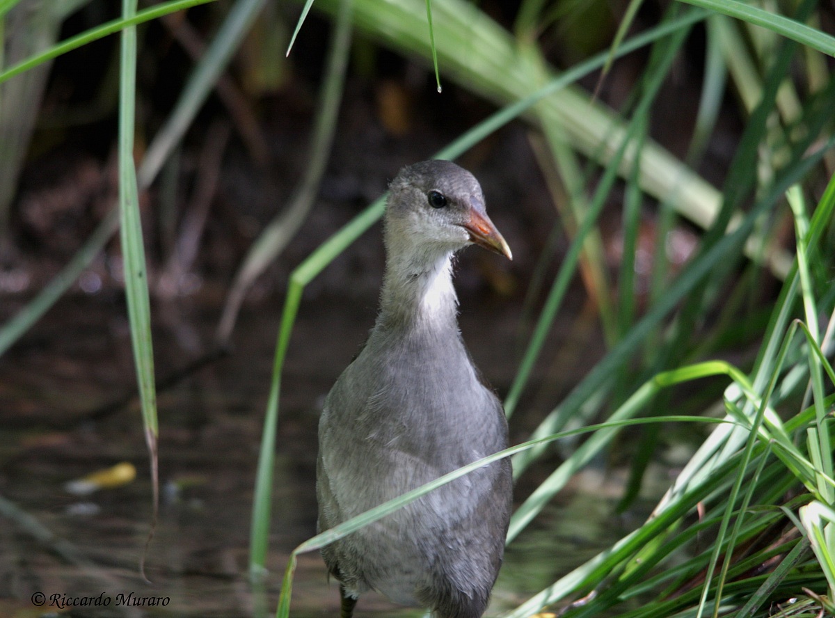 Young Moorhen