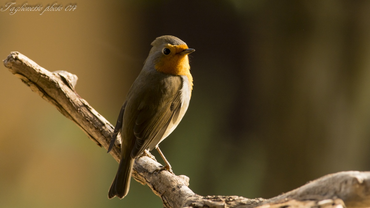 Il primo pettirosso in giardino