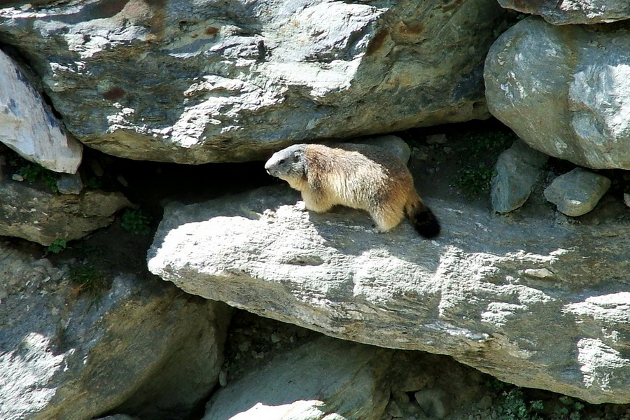 Fauna della valle del Rhemes 2 - 2005.