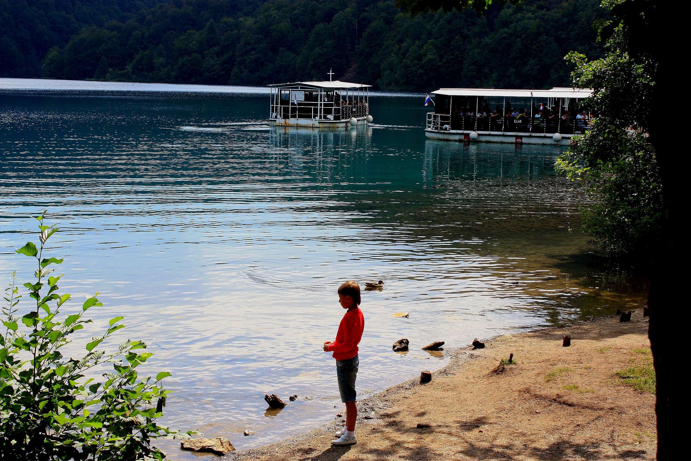 the child and the ducks