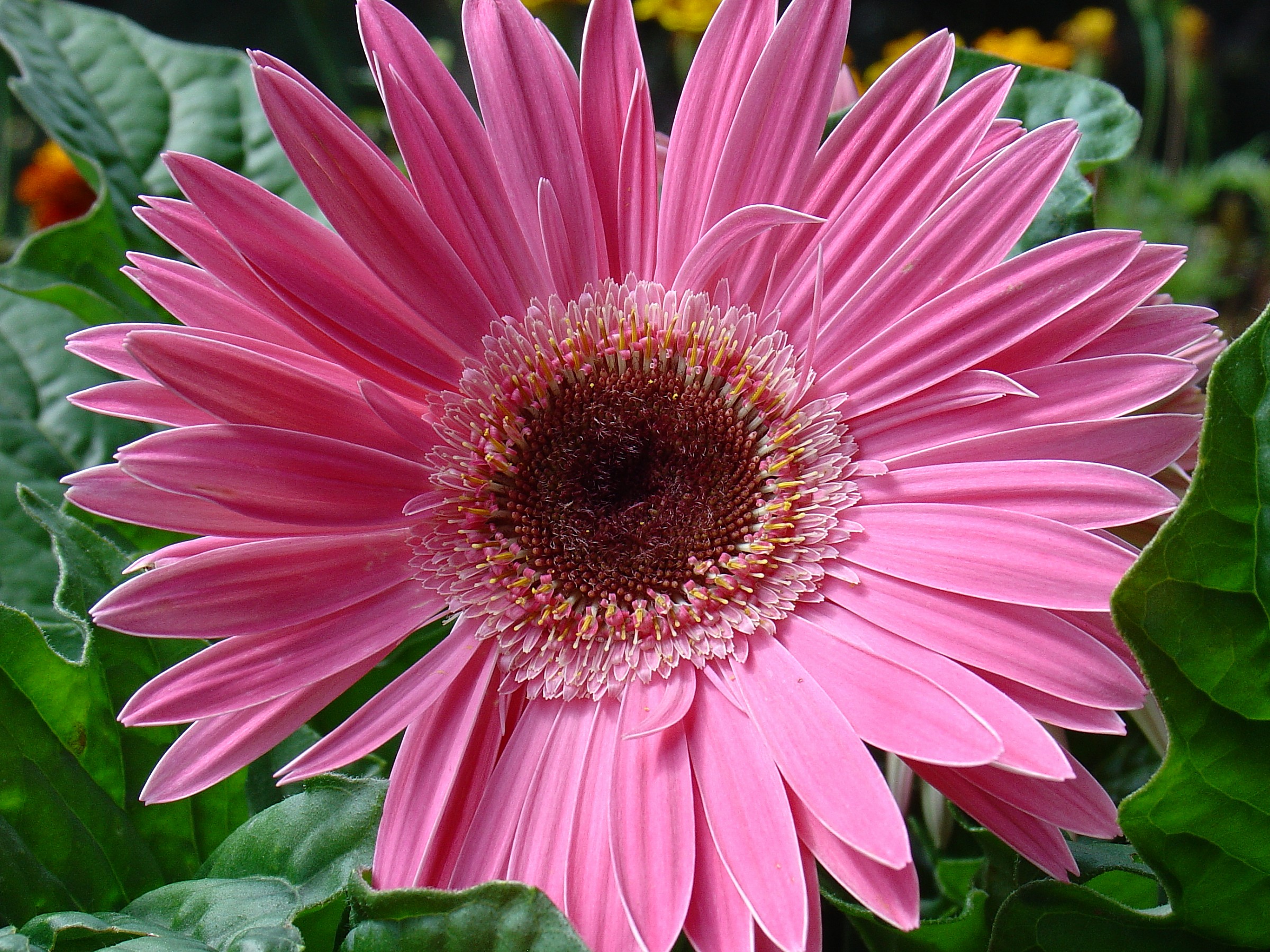 Pink Gerbera