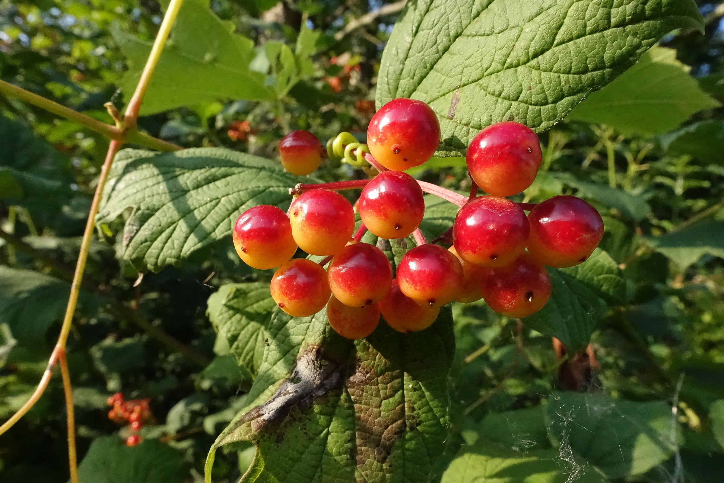 Berries of viburnum
