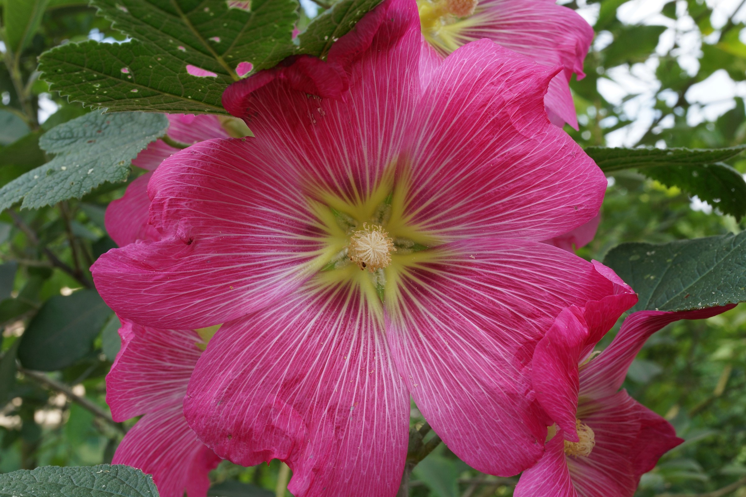 Hibiscus