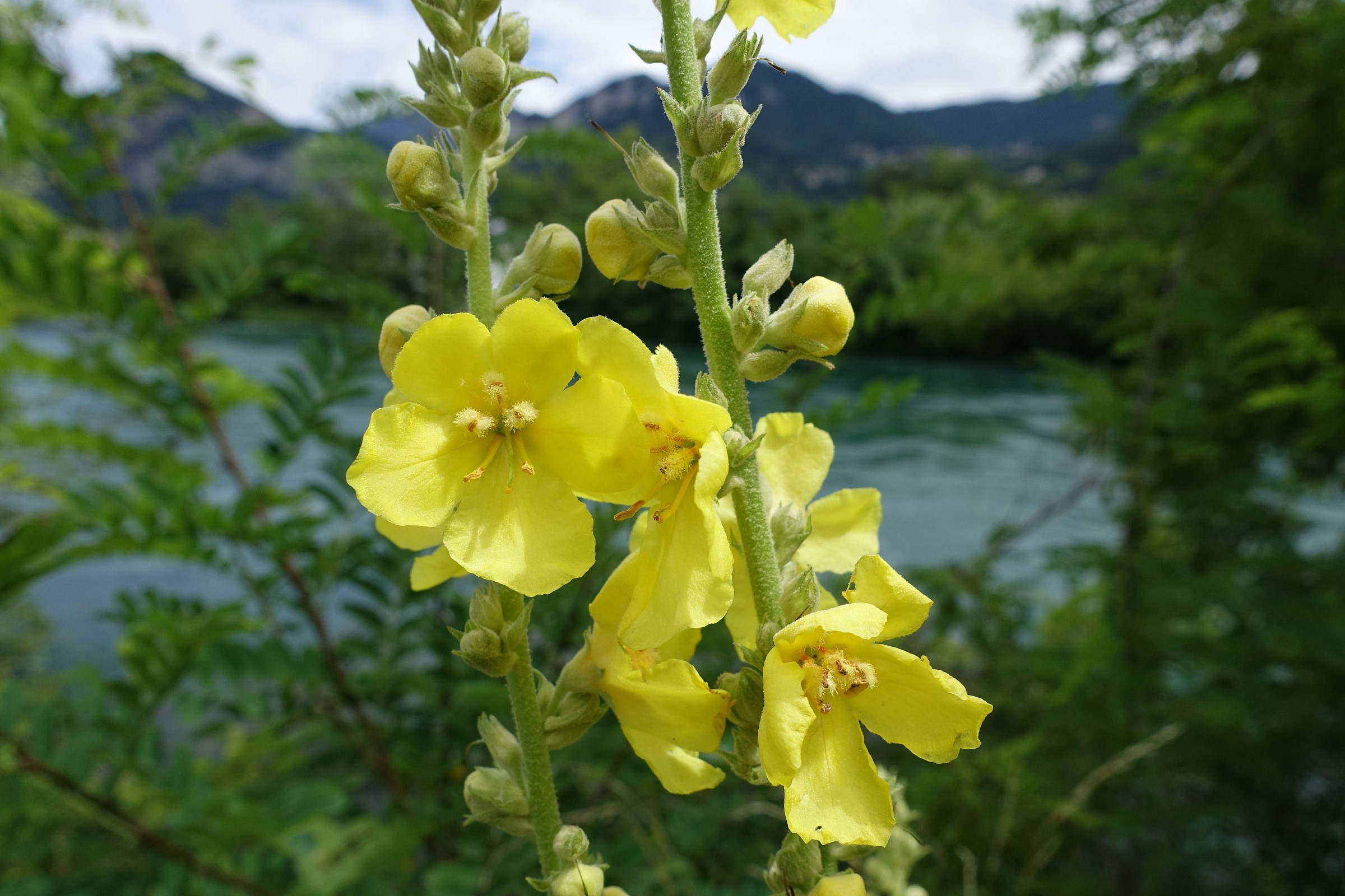 Flower of Mullein