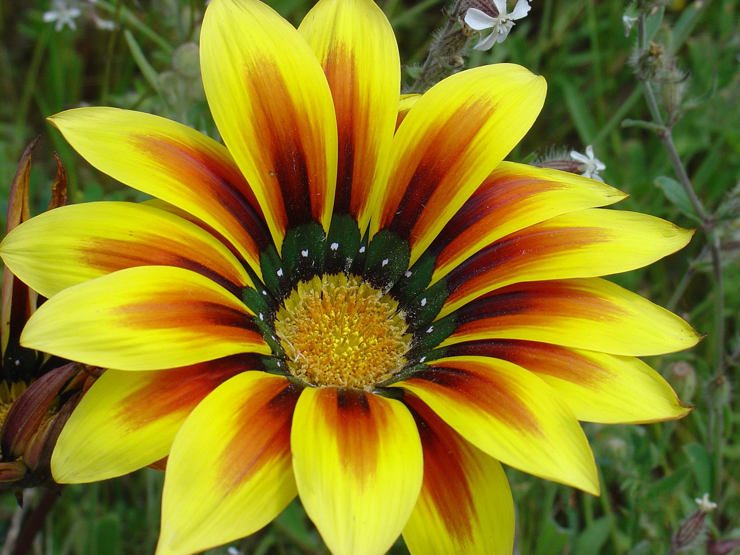 Gazania