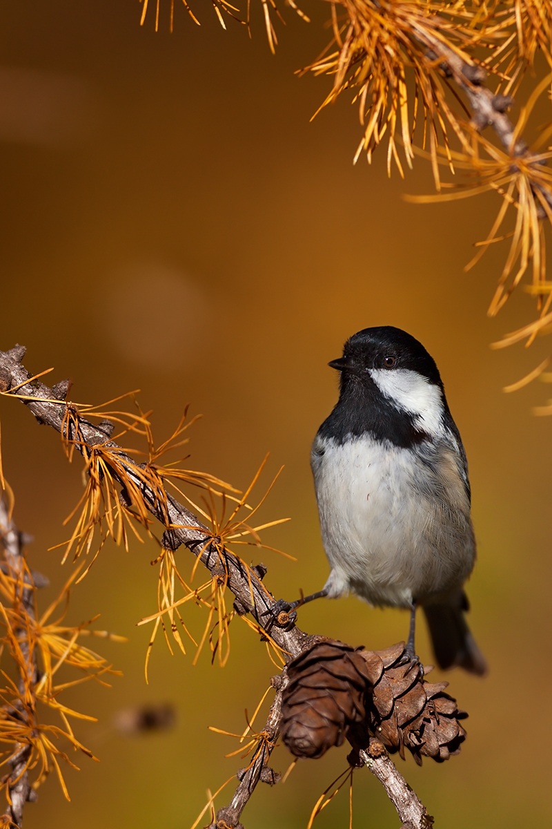 Coal Tit in Autumn