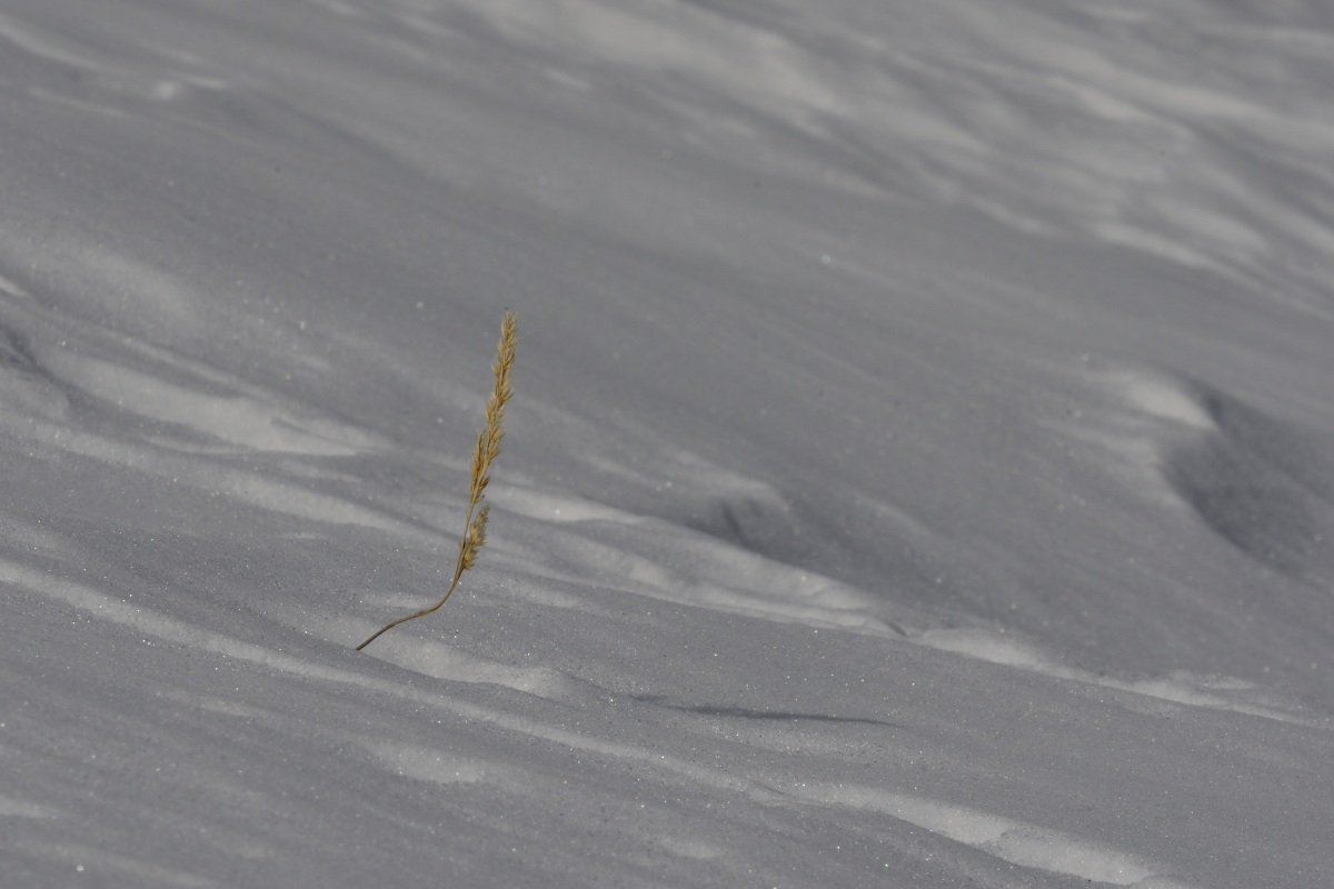 Resistenza al freddo