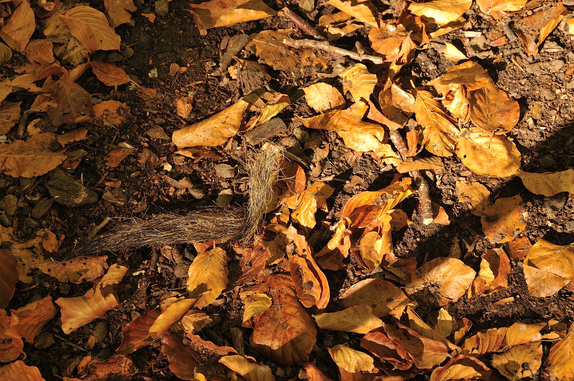 E' possibile che sia di un orso?