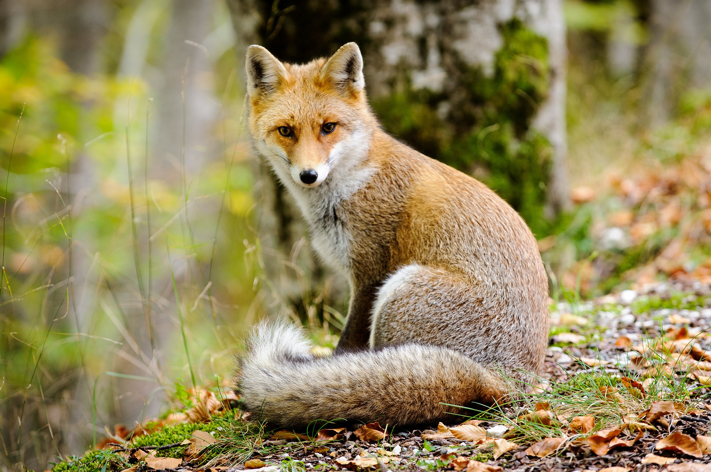 Fox (Vulpes vulpes toschii)