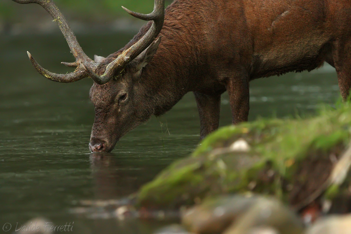 Abbeverata incantata