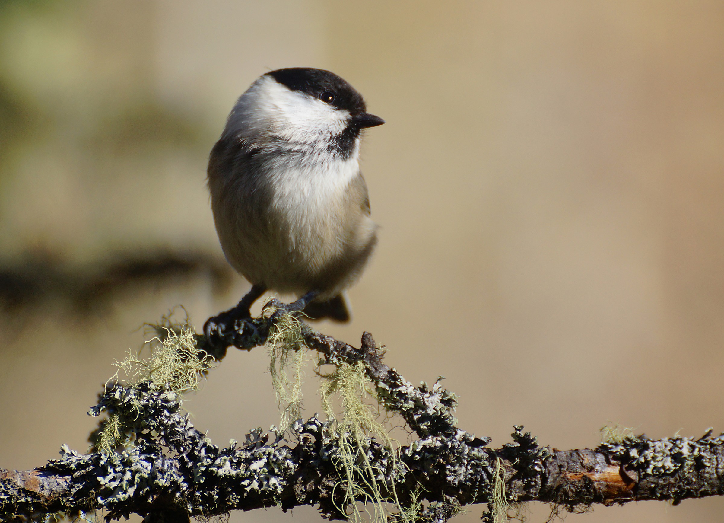 Chickadee