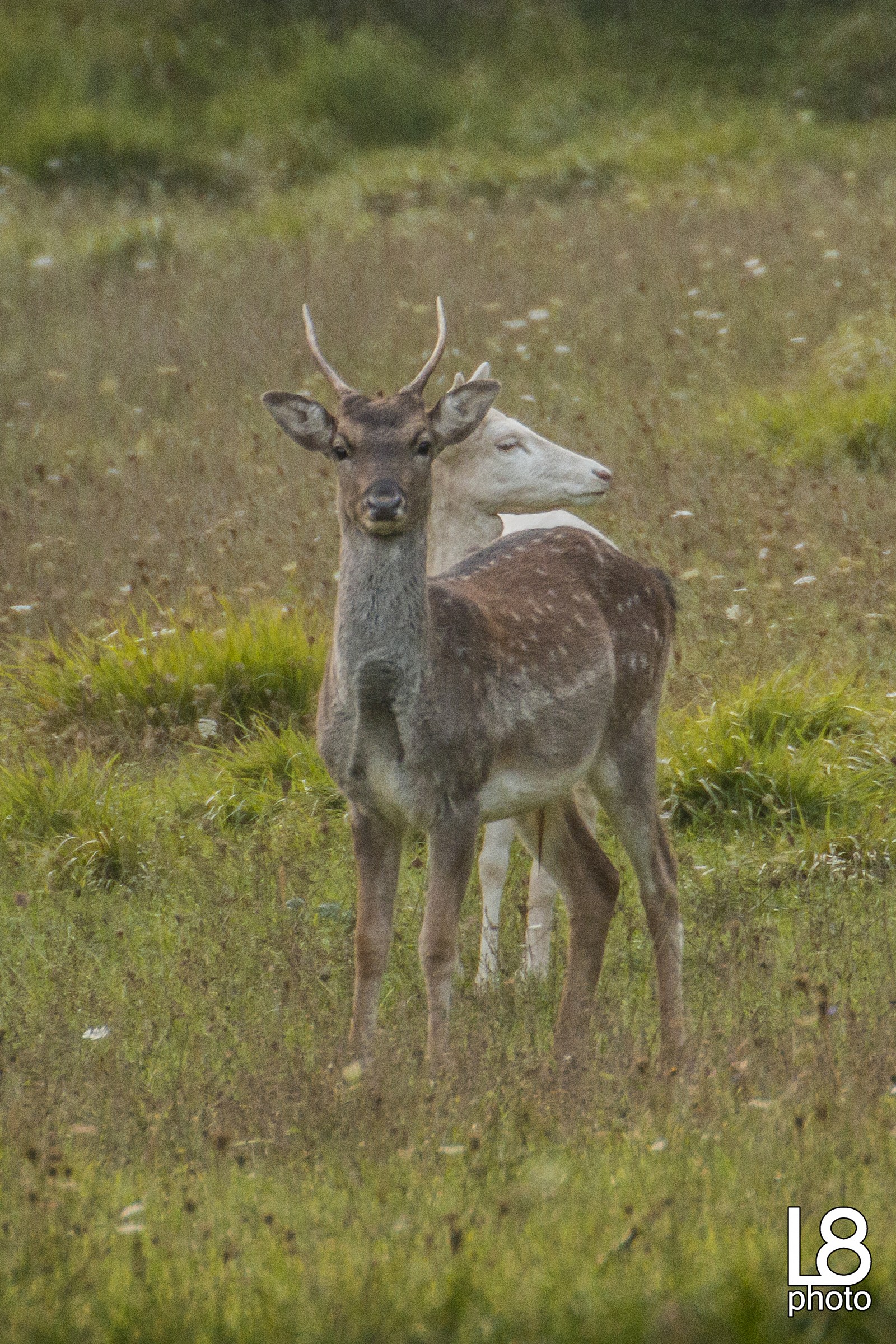 Daino Maschio e Femmina Albina
