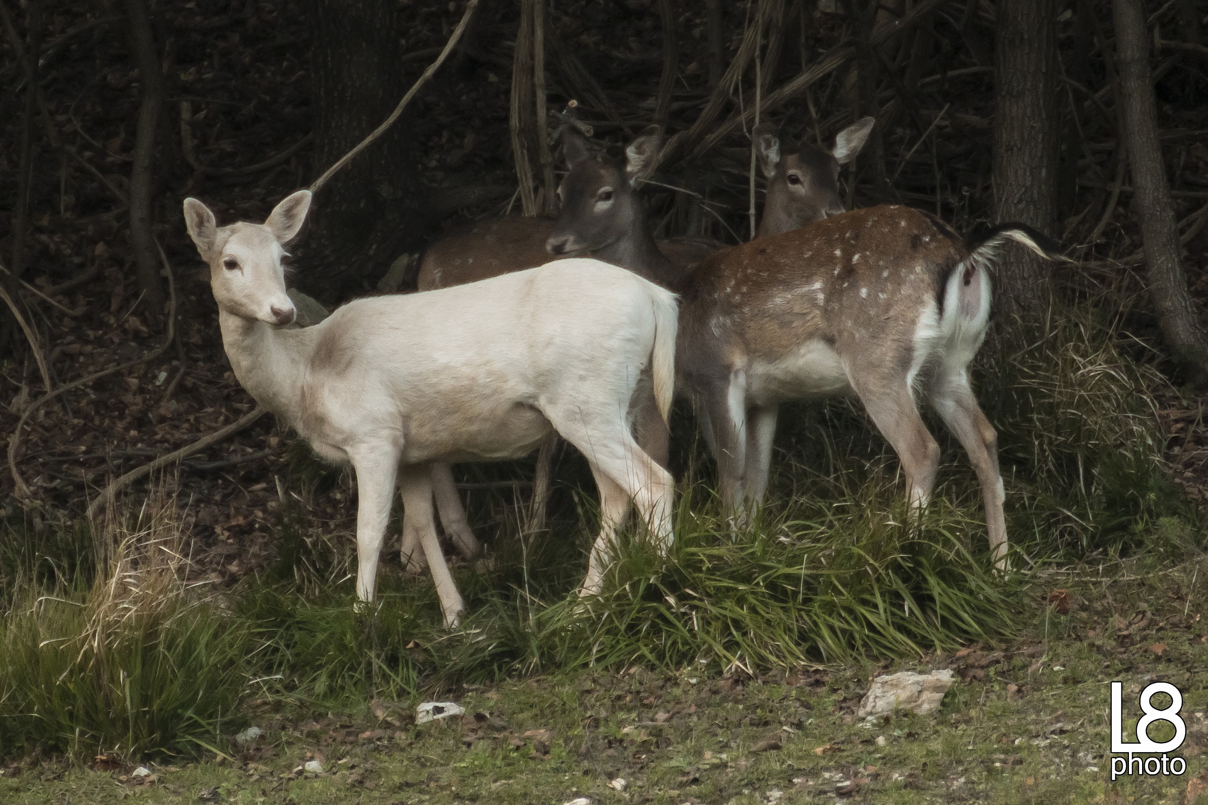 Daini femmina con Albina