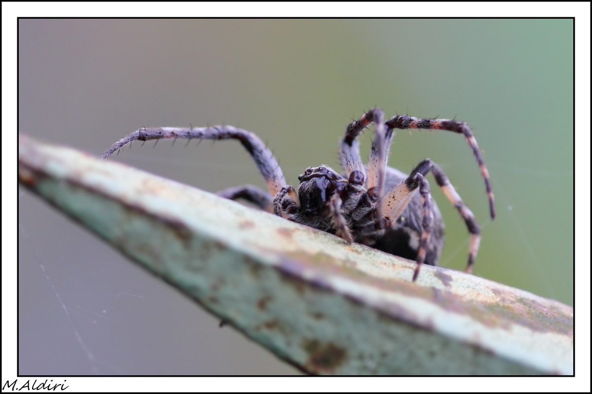 araneus diadematus