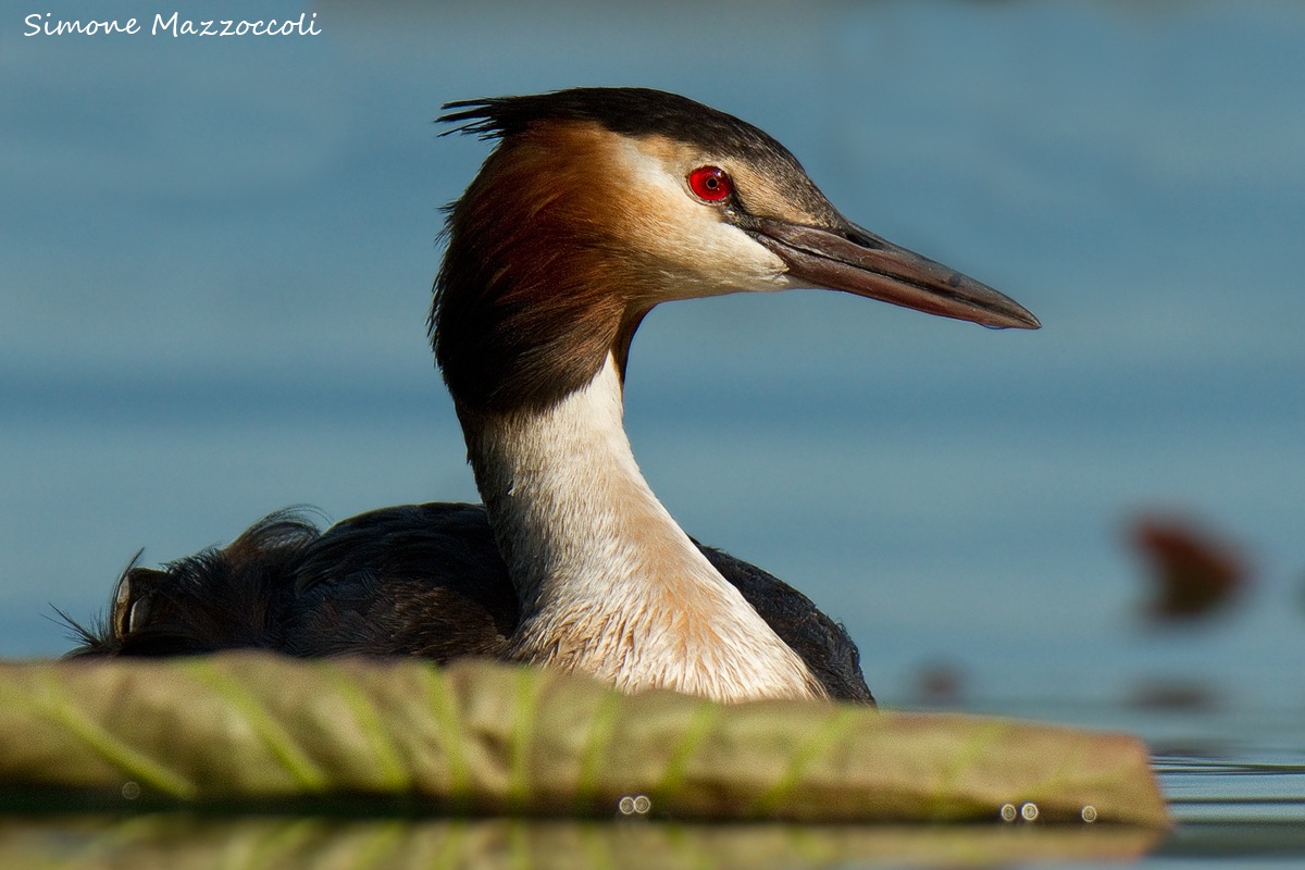 Vicino vicino... Svasso Maggiore